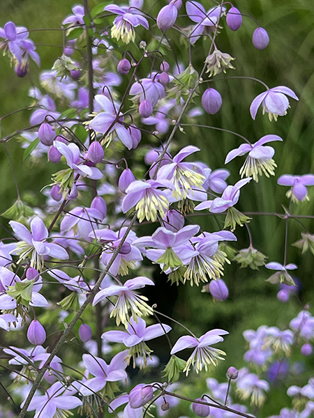 Thalictrum Splendide