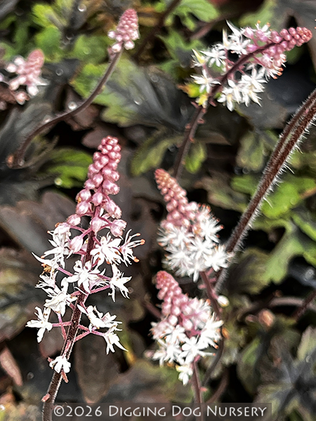 Tiarella Pink Skyrocket