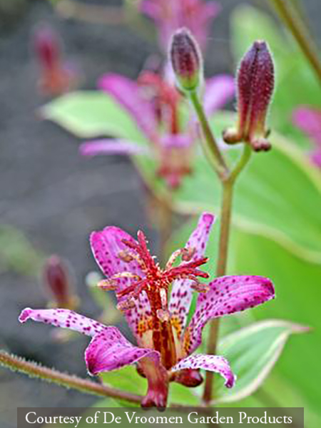 Tricyrtis formosana &lsquo;Samurai&rsquo;