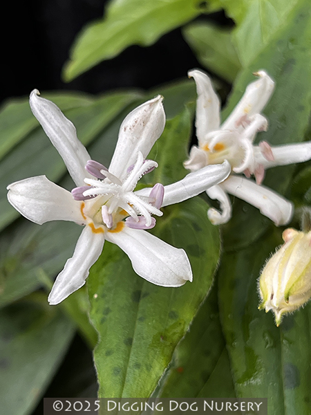 Tricyrtis ‘White Towers’
