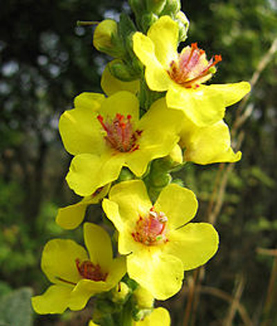 Verbascum olympicum