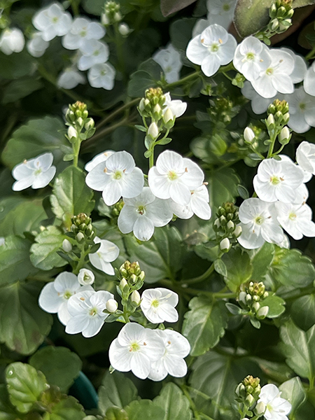 Veronica ‘Whitewater’