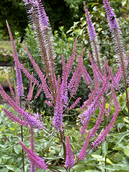 Veronicastrum virginicum ‘Adoration’