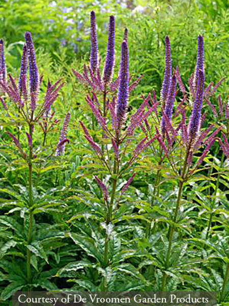 Veronicastrum virginicum ‘Cupid’