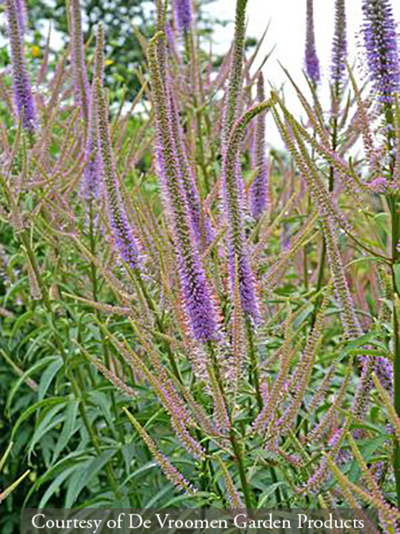 Veronicastrum virginicum ‘Fascination’