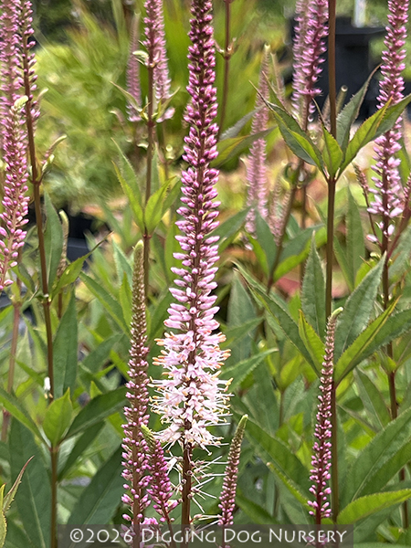 Veronicastrum virginicum f. roseum ‘Pink Glow’