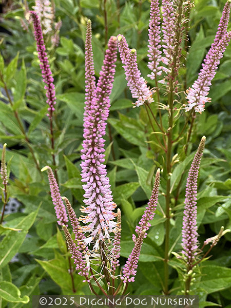 Veronicastrum virginicum Spring Dew