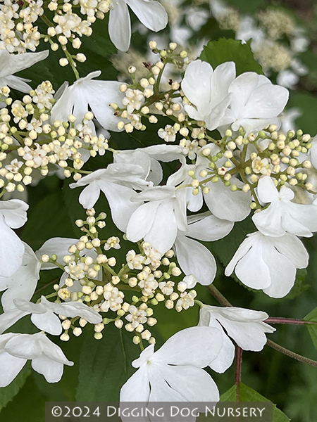 Viburnum plicatum f tomentosum &lsquo;Summer Snowflake&rsquo;