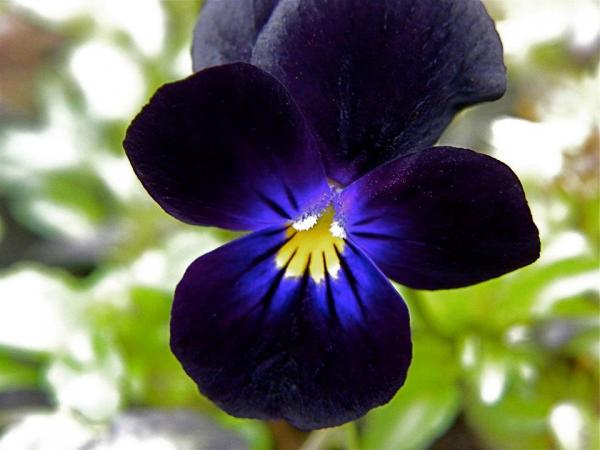 Viola cornuta Bowles Black