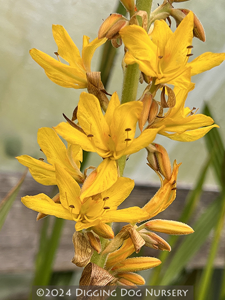 Wachendorfia thyrsiflora