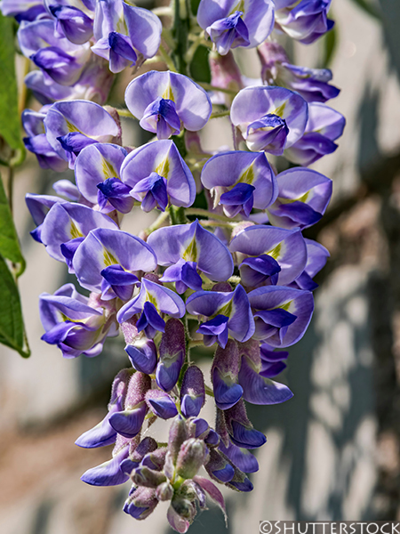 Wisteria macrostachya ‘Blue Moon’