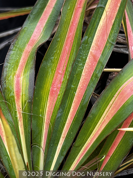 Yucca filamentosa Color Guard