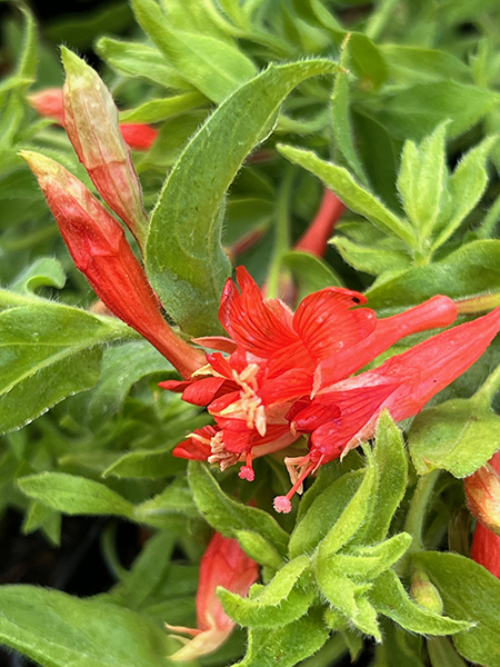 Zauschneria garrettii ‘Orange Carpet’