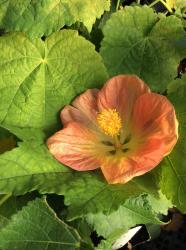 <i>Abutilon</i> 'Victor Reiter'