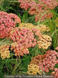 <i>Achillea</i> &lsquo;Apricot&rsquo;