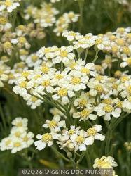 <i>Achillea tomentosa</i> &lsquo;King Edward&rsquo;
