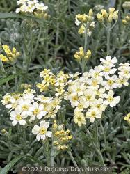 <i>Achillea tomentosa</i> ‘King Edward’