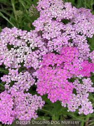 <i>Achillea millefolium</i> ‘Pretty Belinda’