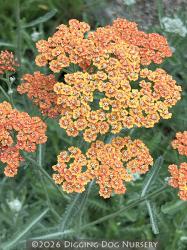 <i>Achillea</i> &lsquo;Terracotta&rsquo;