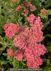 <i>Achillea</i> ‘Weser River Sandstone’