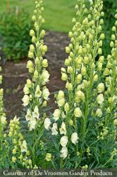 <i>Aconitum napellus</i> ‘Album’