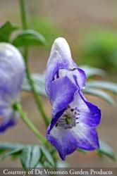 <i>Aconitum</i> x <i>cammarum</i> ‘Bicolor’