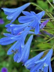 <i>Agapanthus</i> ‘Lilliput’