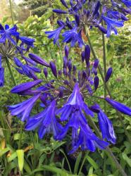 <i>Agapanthus</i> ‘Storm Cloud’