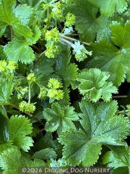 <i>Alchemilla erythropoda</i>
