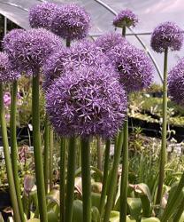 <i>Allium</i> ‘Globemaster’