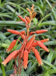 <i>Aloe</i> ‘Johnsons Hybrid’