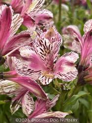 <i>Alstroemeria</i> ‘Meyer&rsquo;s Rose’