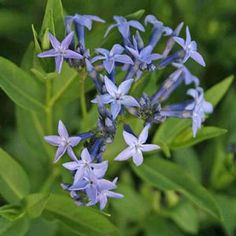 <i>Amsonia</i> x ‘Blue Ice’