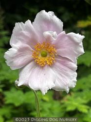 <i>Anemone</i> x <i>hybrida</i> ‘Alice’