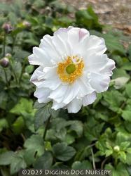 <em>Anemone Fantasy</em> ‘Snow Angel’