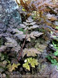 <i>Anthriscus sylvestris</i> &lsquo;Ravenswing&rsquo;