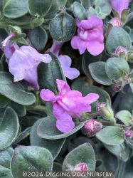<i>Antirrhinum hispanicum</i> &lsquo;Roseum&rsquo;
