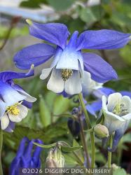 <i>Aquilegia olympica</i>