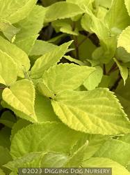 <i>Aralia cordata</i> &lsquo;Sun King&rsquo;
