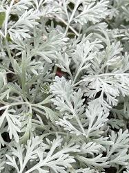 <i>Artemisia absinthium</i> ‘Huntington Gardens’