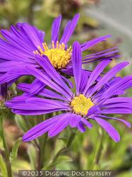 <i>Aster</i> ‘Blue Autumn’