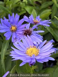 <i>Aster novi-belgii</i> ‘Blue Danube’