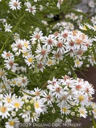 <i>Aster</i> ‘Bridal Veil’