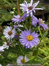 <em>Aster laevis</em> ‘Climax’