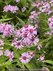 <i>Aster</i> ‘Coombe Fishacre’