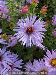 <i>Aster oblongifolius</i> ‘Dream of Beauty’