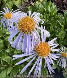 <i>Aster tongolensis</i> ‘Napsbury’