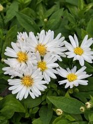 <i>Aster novi-belgii</i> ‘Schneekissen’