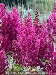 <i>Astilbe</i> x <i>arendsii</i> ‘Augustleuchten’