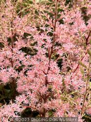 <i>Astilbe</i> ‘Sprite’
